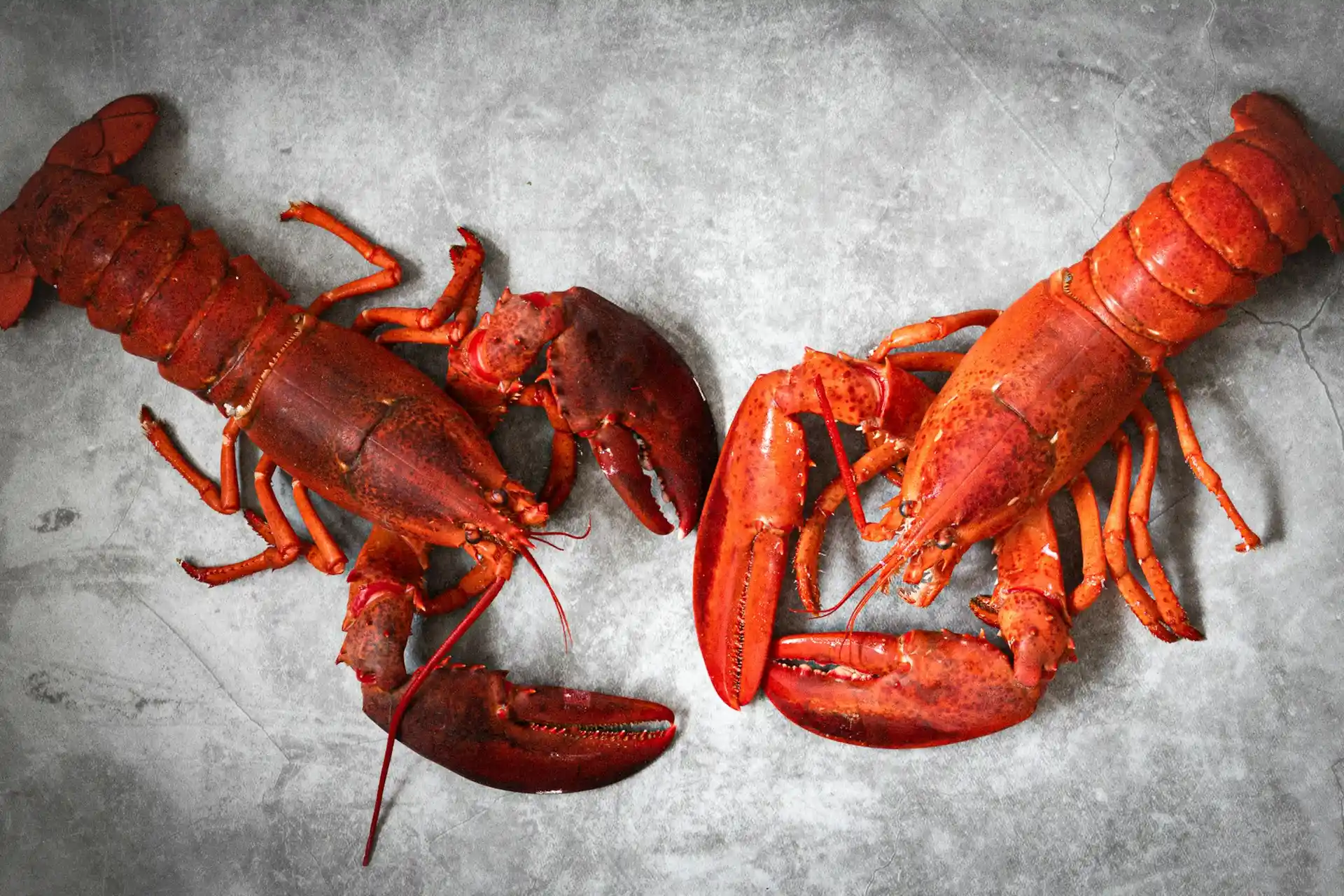 Two cooked red lobsters on a grey surface, ready for a meal during lobster season in Florida and the Keys.